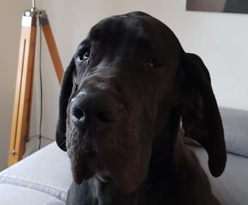 pasha, Gran Danés