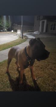 Magic, Cane Corso