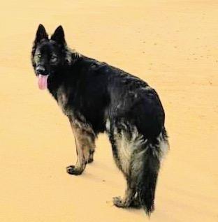 Wotan, German Shepherd Dog
