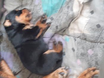 Prada, Rottweiler