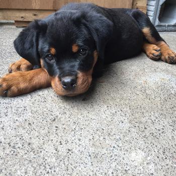 Pickney Papangue, Rottweiler