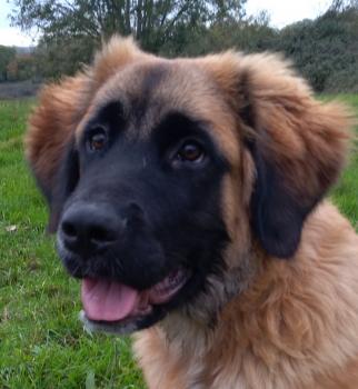 Pushka, Leonberg