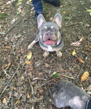 Ghost, Französische Bulldogge