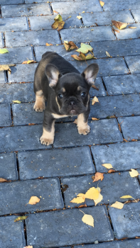 Luna, Bulldog Francés