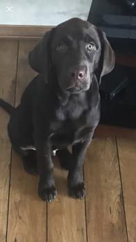 Finnegan, Labrador Retriever