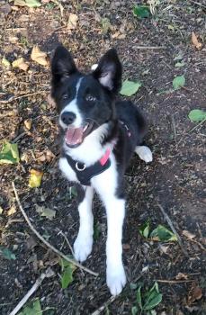 Ruby, Border Collie