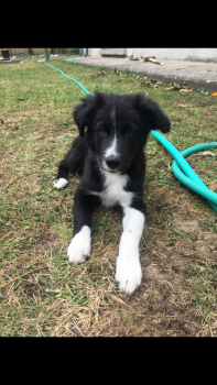 Paco, Border Collie