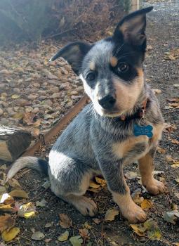 Courbe De Croissance Du Chiot Ollie Mae Bouvier Australien Femelle