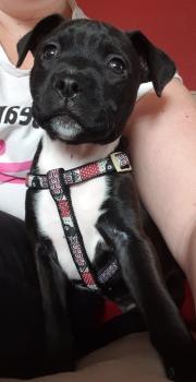Koda, Staffordshire Bull Terrier