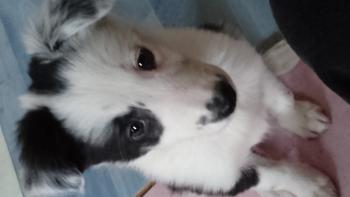 Myrrha, Border Collie