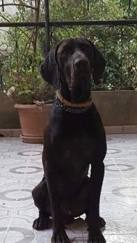 Narco, Braco Alemán De Pelo Corto