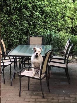 Luna, Bulldog americano