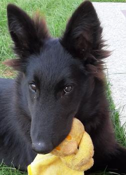 Bebe, Belgian Shepherd Dog