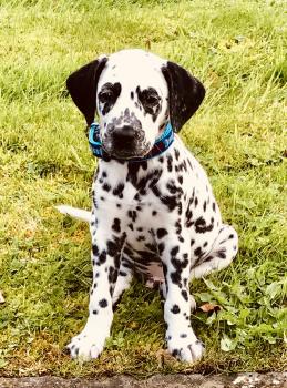 Toby, Dalmata