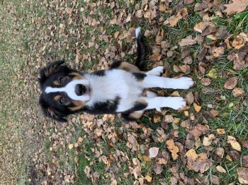 Russell, Pastor Australiano