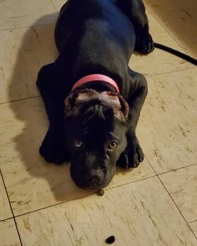 Kia'i, Cane Corso