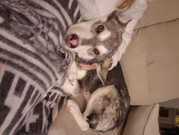 Luca, Husky Siberiano