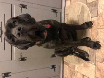 Oakley, Mastín inglés