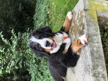 Lily, Boyero De Berna
