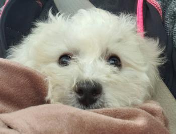 Sugar, Bichon