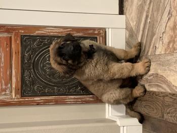 Murphy, Leonberg