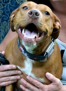 Madness "Maddie", Staffordshire Bull Terrier