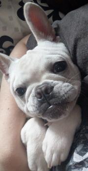 Wally, Bouledogue francese