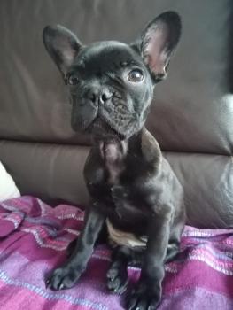 Shelby, Bouledogue Français