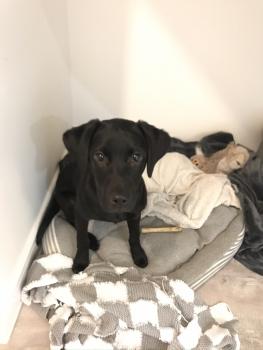 Lola, Labrador Retriever