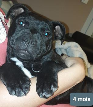 Tyson, Staffordshire Bull Terrier