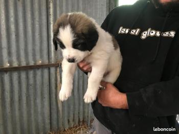 PITCHOUN, Kangal