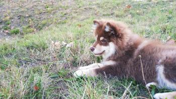 Kiba, Finlandés de Laponia