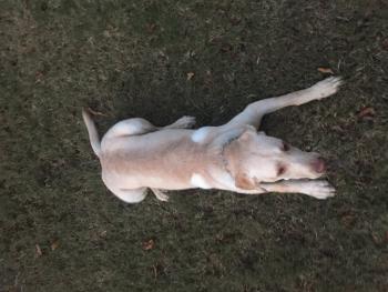 Lab Lab, Labrador Retriever