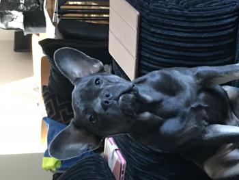 Gizmo, Bulldog Francés