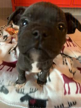 Pumba, Staffordshire Bull Terrier