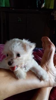 Pilou, Bichón