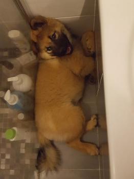 Panacée, Eurasier