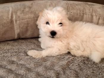 Yogi, Coton de Tulear
