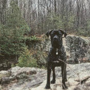 Dante, Cane Corso