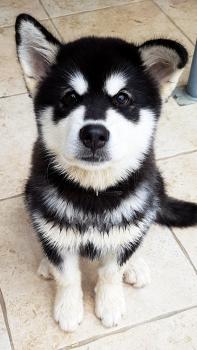 Apache, Alaskan Malamute