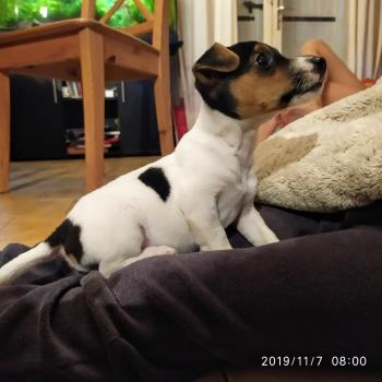 Laïka, Parson Jack Russell Terrier (De Pelaje Corto - Suave)