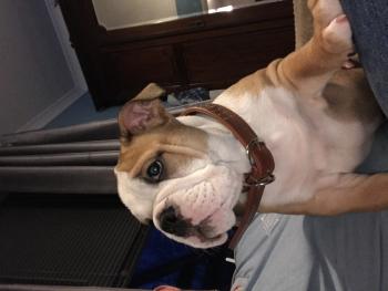 Dexter, Bulldog