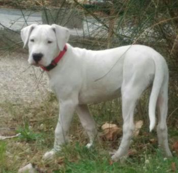 Tyson, Dogo argentino