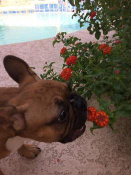 Murphy, Bulldog Francés