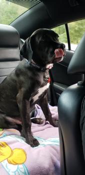 Raven, Cane Corso