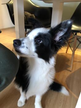 Maia, Border Collie