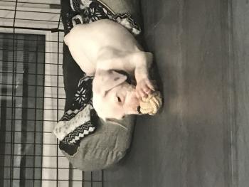 Payat, Dogo Argentino