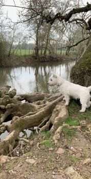 Poupy, Westies