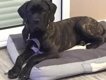 Pongo, Cane Corso
