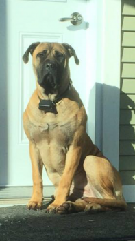 Louna, Bullmastiff